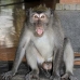 monkey_macaque_balinese_mf_ubud_v_1067_bal4785.jpg